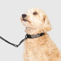 Canada Pooch Utility Collar